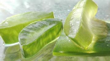 PRESENTIEL : Découvrez les vertus de l'Aloe vera